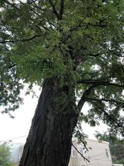 Gleditsia triacanthos