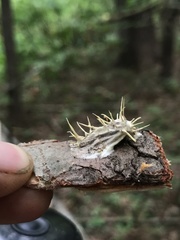 Akanthomyces aculeatus