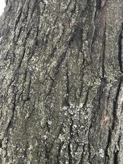 Gleditsia triacanthos