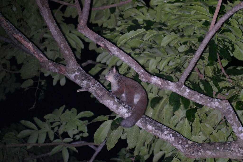 Garnett's Greater Galago