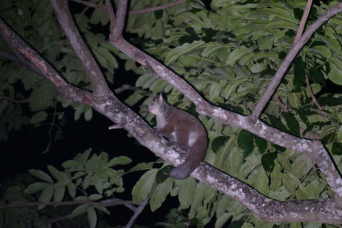 Garnett's Greater Galago