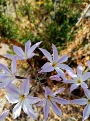 Leucocoryne ixioides