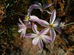 Leucocoryne ixioides