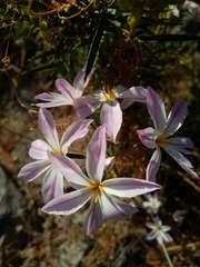 Leucocoryne ixioides