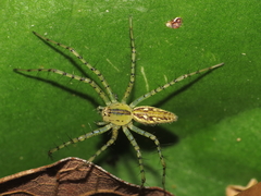 Peucetia rubrolineata