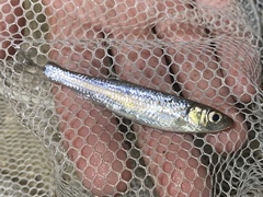 Cyprinella spiloptera