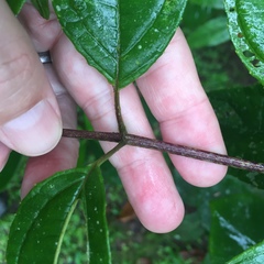 Tilesia baccata