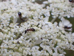 Dolichoderus plagiatus