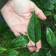 Tilesia baccata