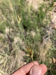 Cyperus sphaerolepis