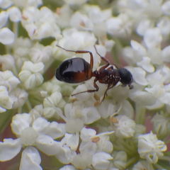 Dolichoderus plagiatus