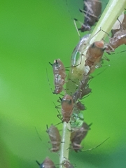 Impatientinum asiaticum