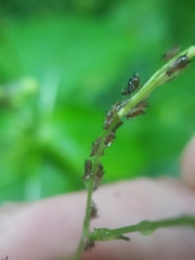 Impatientinum asiaticum