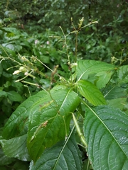 Impatientinum asiaticum
