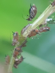 Impatientinum asiaticum