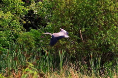 Ardea herodias