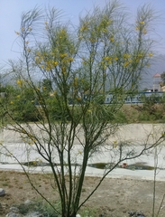 Parkinsonia aculeata