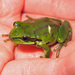 Pacific Treefrog - Photo (c) Greg Schechter, some rights reserved (CC BY)