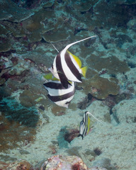 Heniochus diphreutes