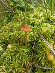 Galerina tibiicystis