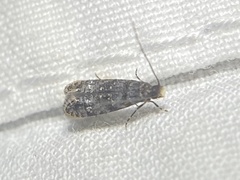 Tineidae clade b