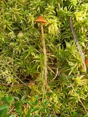Galerina tibiicystis