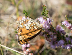 Melitaea celadussa