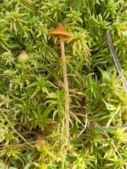 Galerina tibiicystis