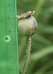 Papaver somniferum setigerum