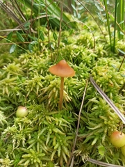 Galerina tibiicystis
