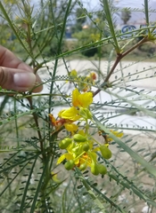 Parkinsonia aculeata