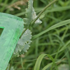 Papaver somniferum setigerum