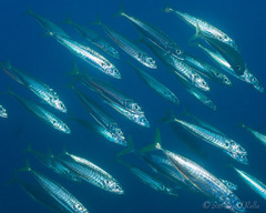 Decapterus macarellus