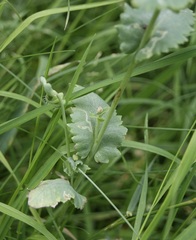 Papaver somniferum setigerum