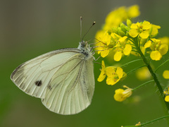 Pieris napi