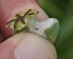 Papaver somniferum setigerum