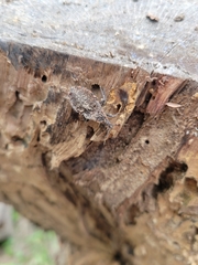 Triatoma sanguisuga