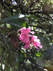 Rodriguezia lanceolata