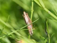Paroxya atlantica