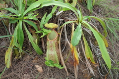 Nepenthes abalata