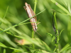 Paroxya atlantica