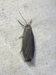 Crambidia uniformis
