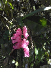 Rodriguezia lanceolata