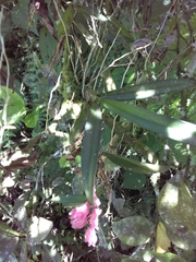 Rodriguezia lanceolata