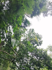 Philodendron hederaceum