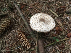 Leucoagaricus nympharum