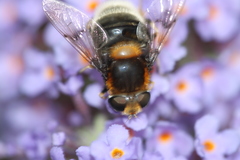 Eristalis intricaria