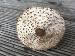 Leucoagaricus nympharum