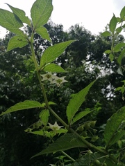 Jaltomata procumbens