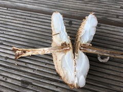 Leucoagaricus nympharum